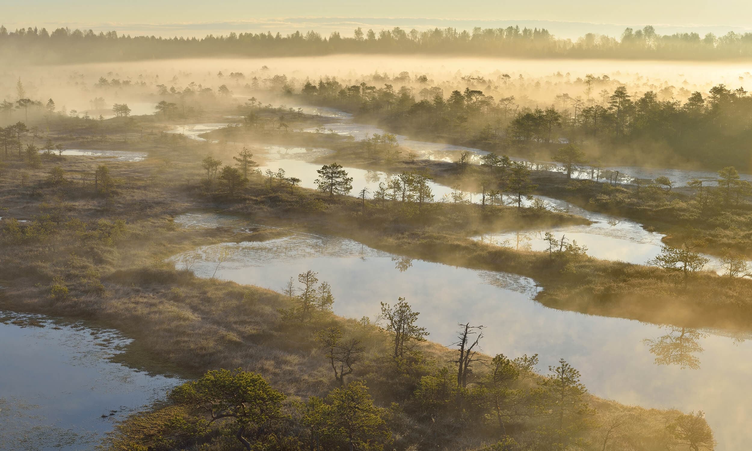 Wetlands