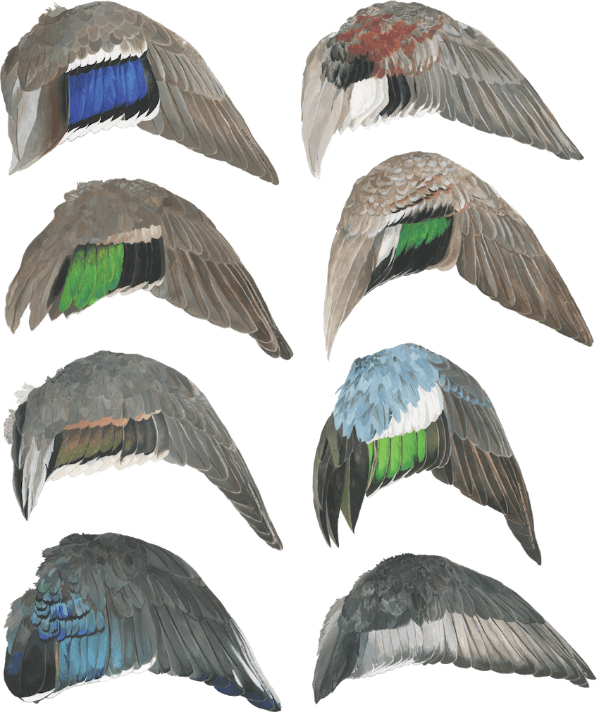 duckDNA Waterfowl Wings Sticker Set